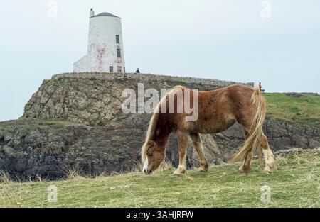 Walisisches Pony mit TWR Mawr Leuchtturm im Hintergrund, Llanddwyn Island, Anglesey, Nordwales, Großbritannien. Aufgenommen am 4. April 2025. Stockfoto