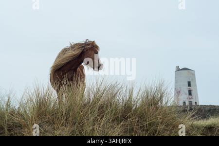 Walisisches Ponyporträt auf Llanddwyn Island mit TWR Mawr Leuchtturm im Hintergrund, Anglesey, Nordwales, Großbritannien. Aufgenommen am 4. April 2025. Stockfoto