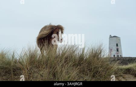 Walisisches Ponyporträt auf Llanddwyn Island mit TWR Mawr Leuchtturm im Hintergrund, Anglesey, Nordwales, Großbritannien. Aufgenommen am 4. April 2025. Stockfoto
