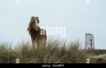 Walisisches Ponyporträt auf Llanddwyn Island mit TWR Mawr Leuchtturm im Hintergrund, Anglesey, Nordwales, Großbritannien. Aufgenommen am 4. April 2025. Stockfoto