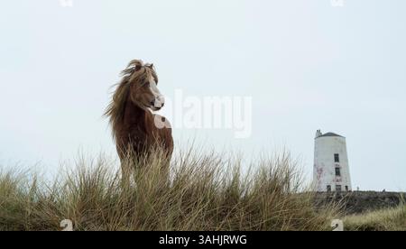 Walisisches Ponyporträt auf Llanddwyn Island mit TWR Mawr Leuchtturm im Hintergrund, Anglesey, Nordwales, Großbritannien. Aufgenommen am 4. April 2025. Stockfoto