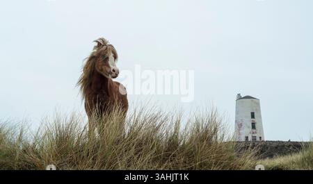 Walisisches Ponyporträt auf Llanddwyn Island mit TWR Mawr Leuchtturm im Hintergrund, Anglesey, Nordwales, Großbritannien. Aufgenommen am 4. April 2025. Stockfoto