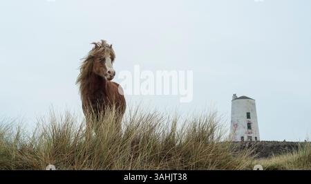 Walisisches Ponyporträt auf Llanddwyn Island mit TWR Mawr Leuchtturm im Hintergrund, Anglesey, Nordwales, Großbritannien. Aufgenommen am 4. April 2025. Stockfoto