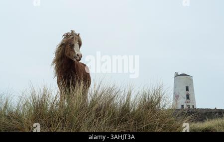 Walisisches Ponyporträt auf Llanddwyn Island mit TWR Mawr Leuchtturm im Hintergrund, Anglesey, Nordwales, Großbritannien. Aufgenommen am 4. April 2025. Stockfoto