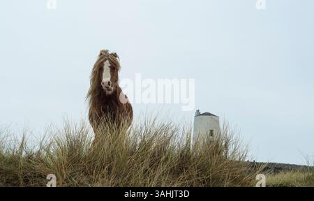 Walisisches Ponyporträt auf Llanddwyn Island mit TWR Mawr Leuchtturm im Hintergrund, Anglesey, Nordwales, Großbritannien. Aufgenommen am 4. April 2025. Stockfoto