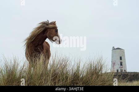 Walisisches Ponyporträt auf Llanddwyn Island mit TWR Mawr Leuchtturm im Hintergrund, Anglesey, Nordwales, Großbritannien. Aufgenommen am 4. April 2025. Stockfoto