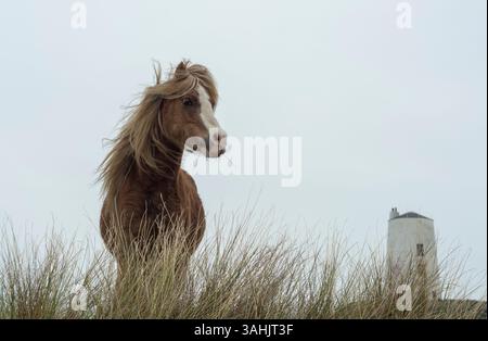 Walisisches Ponyporträt auf Llanddwyn Island mit TWR Mawr Leuchtturm im Hintergrund, Anglesey, Nordwales, Großbritannien. Aufgenommen am 4. April 2025. Stockfoto