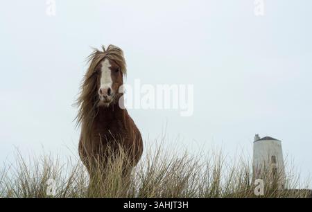Walisisches Ponyporträt auf Llanddwyn Island mit TWR Mawr Leuchtturm im Hintergrund, Anglesey, Nordwales, Großbritannien. Aufgenommen am 4. April 2025. Stockfoto