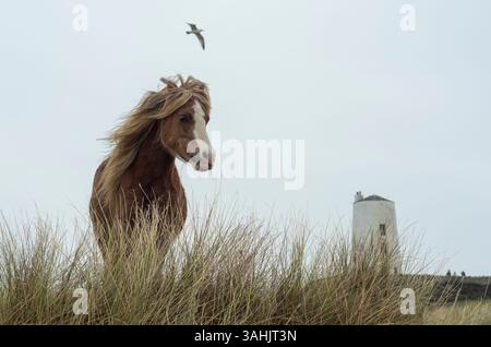 Walisisches Ponyporträt auf Llanddwyn Island mit TWR Mawr Leuchtturm im Hintergrund, Anglesey, Nordwales, Großbritannien. Aufgenommen am 4. April 2025. Stockfoto