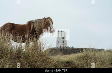 Walisisches Ponyporträt auf Llanddwyn Island mit TWR Mawr Leuchtturm im Hintergrund, Anglesey, Nordwales, Großbritannien. Aufgenommen am 4. April 2025. Stockfoto