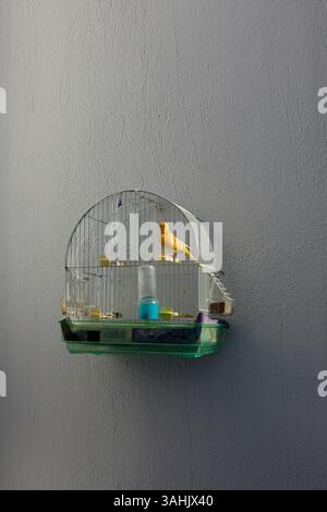 Ein gelber kanarienvogel in einem weißen Drahtkäfig, der auf einer einfachen Wand montiert ist. Stockfoto