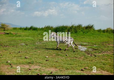 Zebra spazieren allein auf einer grasbewachsenen Ebene mit fernen Hügeln und Wolken im Hintergrund. Serengeti, Tansania Stockfoto