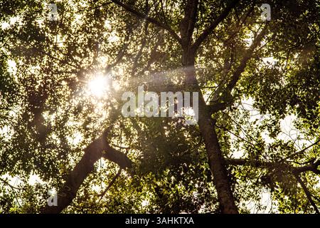 Sonnenlicht blickt durch dichte Walddächer mit sichtbaren Strahlen und Blattsilhouetten Stockfoto