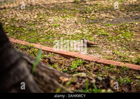 Bodennaher Blick auf eine Taube auf moosigem Kopfsteinpflaster in einer urbanen Parklandschaft Stockfoto