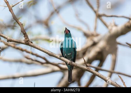 Vogel (Verditer Flycatcher, Eumyias thalassinus) blau an allen Körperpartien, mit Ausnahme des schwarzen Augenflecks und der grauen Belüftungsöffnung, die auf einem Baum in einem nat thront Stockfoto