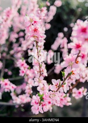 Pfirsichblüten in voller Blüte, zarte rosa Blüten auf Zweigen. Stockfoto