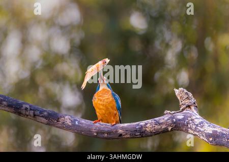Eisvogel auf einem Baumzweig, nachdem er einen Fisch gefangen hat Stockfoto