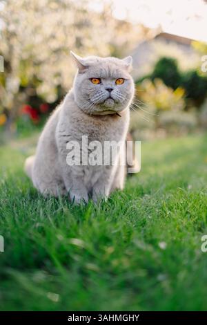 Schottische Katze im Garten. Ernsthaftes graues Katzenporträt Stockfoto