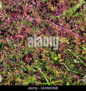 Euphorbia maculata, auch bekannt als gefleckter Spurge, Prostata Spurge, Milchpfanne oder gefleckte Sandmatte. Stockfoto