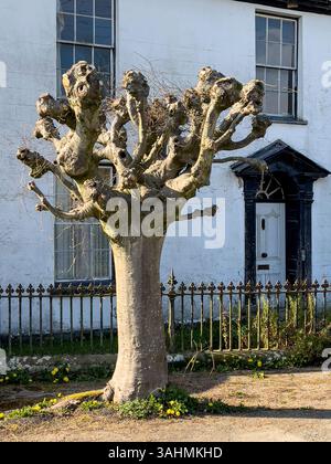 Eine stark befleckte alte Kupferbuche, Fagus sylvatica f. purpurea (UK) Stockfoto
