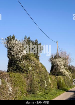 Eine Schwarzdornhecke (prunus spinosa) in Herefordshire, Großbritannien, im Frühjahr. Die spektakuläre weiße Blüte ist eines der frühesten Anzeichen für den Frühling Stockfoto