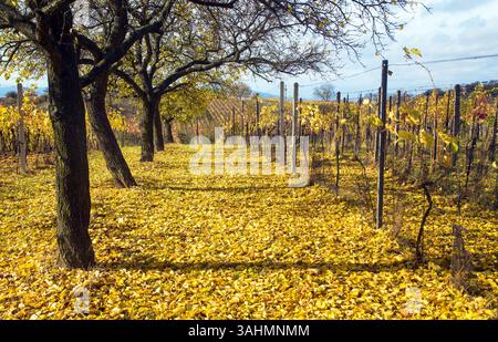 Herbstlicher Blick auf die Baumgasse zwischen Weinbergen, herbstgelbe Landschaft Stockfoto