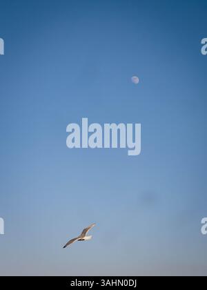 Eine einsame Möwe schwingt anmutig über den klaren blauen Himmel, ihre Flügel breiten sich vor dem Hintergrund eines hellen, markanten Mondes aus. Die ruhige Atmosphäre Stockfoto