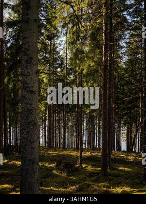 Ein friedlicher und ruhiger Blick auf hohe Kiefern in einem sonnendurchfluteten Wald, deren Stämme und Äste im warmen Sonnenlicht unter einem klaren blauen Himmel baden. Die Stockfoto