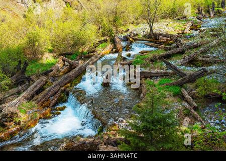 Ein alter Baum fiel in den Fluss. Stamm alter Fichten verrottet im Wasser Stockfoto