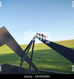 Katze, die eine Schiene hinaufgeht. Silhouette einer braunen abessinierkatze, die auf einem schmalen Metallrahmen klettert, im Hintergrund mit Gras bewachsener grüner Hügel. Stockfoto