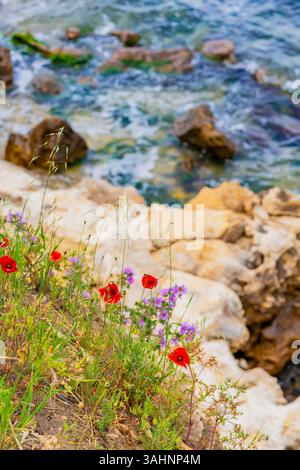 Rote und violette Wildblumen wachsen auf der Küstenklippe über türkisfarbenen Meereswellen. Natürlicher Hintergrund von wilder Schönheit. Mediterrane Sommeratmosphäre aus Stockfoto
