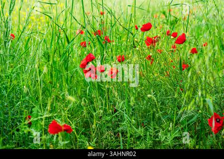 Wilder roter Mohn blüht zwischen hohem grünem Gras und gelben Wildblumen. Die Naturszene fängt die saisonale Schönheit des Mohns in voller Blüte ein. Natürlich Stockfoto