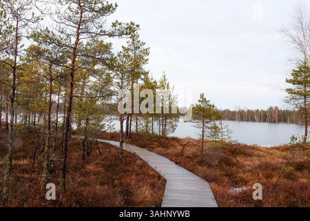 Holzpfad durch Kiefernwald im Winter. Entspannter Spaziergang, friedliche Stimmung, Blickwinkel auf Augenhöhe, gewundene Strecke, Herbstwald, natürliche Landschaft, ruhig Stockfoto