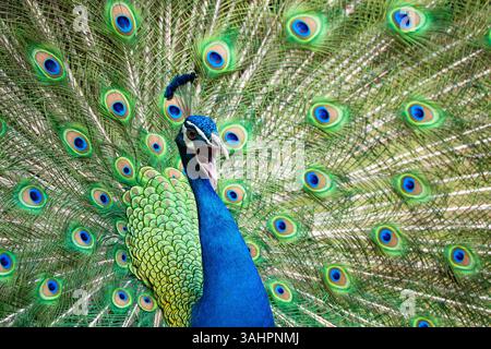 Ein männlicher Pfau zeigt seine Federn und ruft Stockfoto