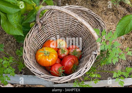 Ein Korbkorb gefüllt mit frisch geernteten roten und gelben Tomaten, platziert zwischen grünen Gartenpflanzen wie Paprika und Petersilie. Perfekt für die Stockfoto