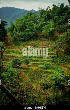 Üppige Terrassenfelder und tropischer Wald in Mai Chau, Vietnam Stockfoto