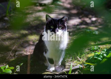 Wilde Katze mit einem abgeschnittenen Ohr sitzt im Sonnenlicht, als kastriert markiert und als Teil eines TNR-Programms (Trap-Neuter-Return) zurückgebracht. Stockfoto