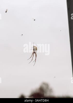 Die Spinne hängt an einem Netz. Die Spinne ist braun und hat einen gelben Streifen auf dem Rücken Stockfoto