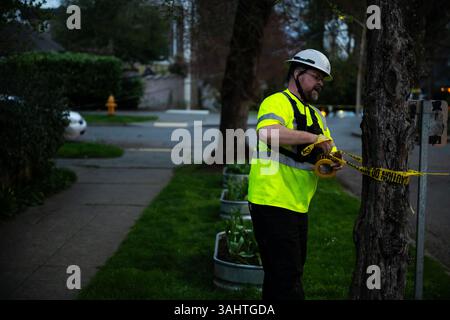 Seattle, USA. 30. März 2025. Starker Wind brachte einen Baum auf dem Capitol Hill herunter. Stockfoto