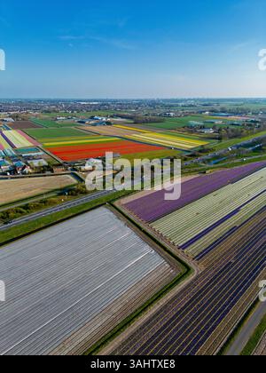 Aus der Vogelperspektive pulsierende Tulpenfelder in voller Blüte mit farbenfrohen Blumenreihen in einer ländlichen Landschaft, mit nahe gelegenen Straßen, Farmen und einem weit entfernten t t Stockfoto