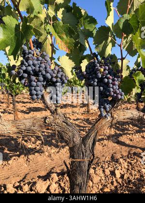 Trauben am Rebstock in einem Weinberg Stockfoto