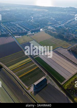 Aus der Vogelperspektive pulsierende Tulpenfelder in voller Blüte mit farbenfrohen Blumenreihen in einer ländlichen Landschaft, mit nahe gelegenen Straßen, Farmen und einem weit entfernten t t Stockfoto