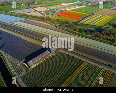 Aus der Vogelperspektive pulsierende Tulpenfelder in voller Blüte mit farbenfrohen Blumenreihen in einer ländlichen Landschaft, mit nahe gelegenen Straßen, Farmen und einem weit entfernten t t Stockfoto