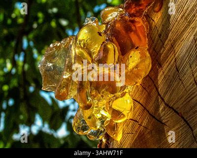 „Goldenes Baumharz, das von der Rinde im Sonnenlicht sprudelt“ Stockfoto