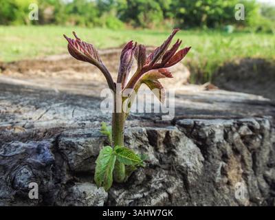 „Neues Leben aus Baumstamm – Symbol für Erneuerung und Wachstum“ Stockfoto