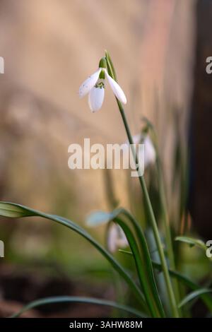 Elegante und zerbrechliche Blüten weißer Schneeglöckchen, botanische Nahaufnahme mit Bokeh-Hintergrund Stockfoto