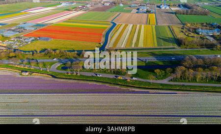 Aus der Vogelperspektive pulsierende Tulpenfelder in voller Blüte mit farbenfrohen Blumenreihen in einer ländlichen Landschaft, mit nahe gelegenen Straßen, Farmen und einem weit entfernten t t Stockfoto