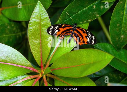 Prag, Tschechische Republik. April 2025. Die Eröffnung der Ausstellung „Schmetterlinge: Die Magie der Attraktion“ fand am 10. April 2025 im Prager Botanischen Garten in Tschechien statt. Quelle: Michaela Rihova/CTK Photo/Alamy Live News Stockfoto