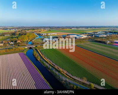 Aus der Vogelperspektive pulsierende Tulpenfelder in voller Blüte mit farbenfrohen Blumenreihen in einer ländlichen Landschaft, mit nahe gelegenen Straßen, Farmen und einem weit entfernten t t Stockfoto