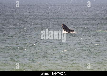 Südlicher Glattwal (Eubalaena australis), der in Hermanus, Westkap, Südafrika, ins Meer oder ins Meer bricht Stockfoto
